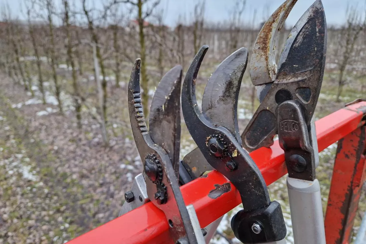 cięcie zimowe jabłoni 2023