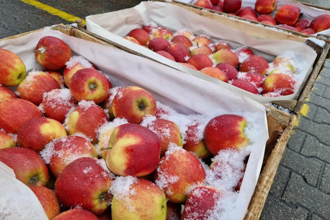 ceny jabłek na broniszach