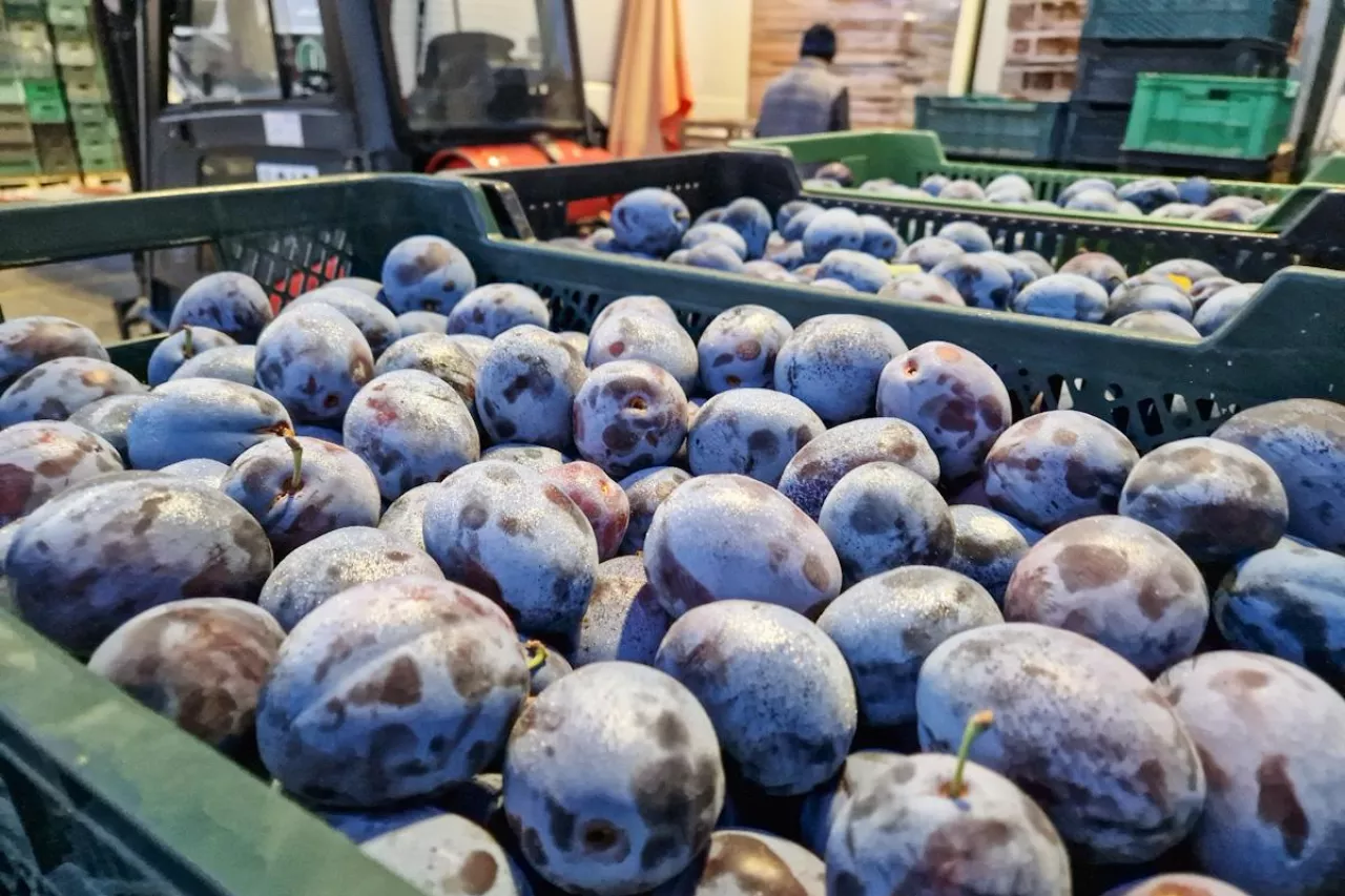 hurtowe ceny śliwek