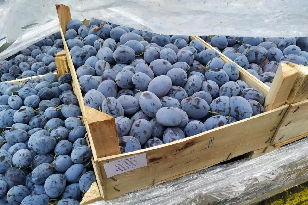 śliwki importowane z Serbii