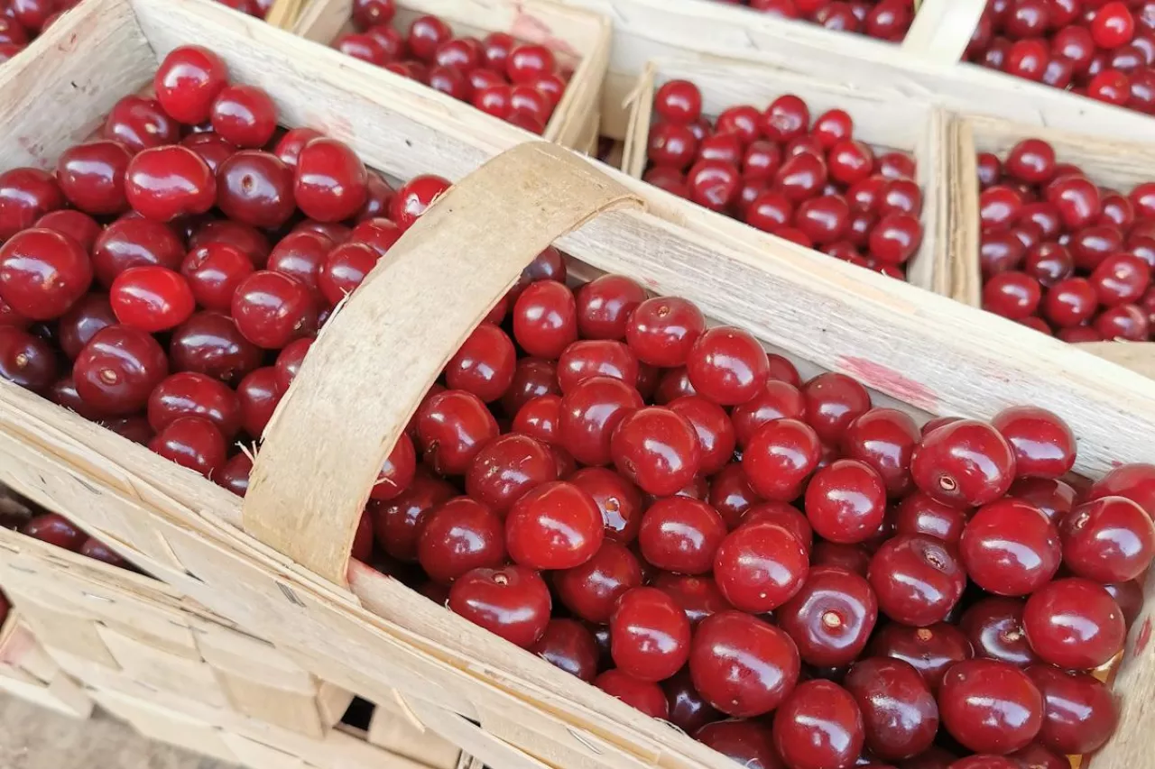 wyrok sądu w sprawie sprzedaży wiśni na ulicy