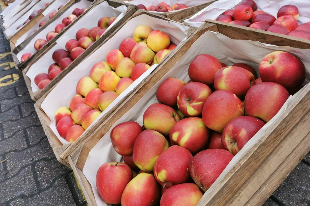 bronisze ceny jabłek