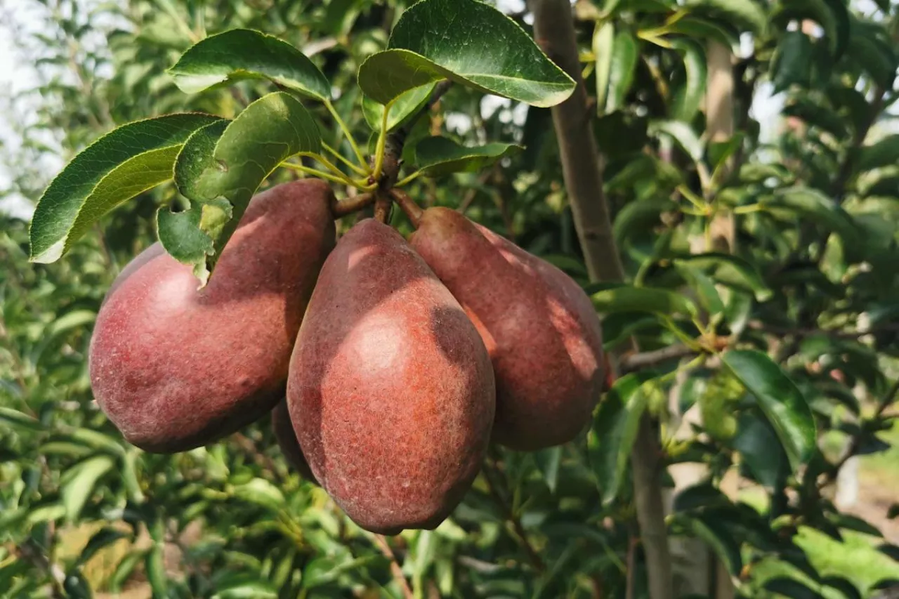 odmiany czerwonych gruszek