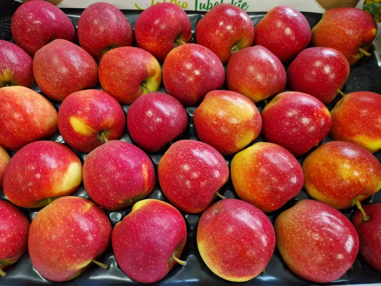 Magic star odmiana klubowa jabłek