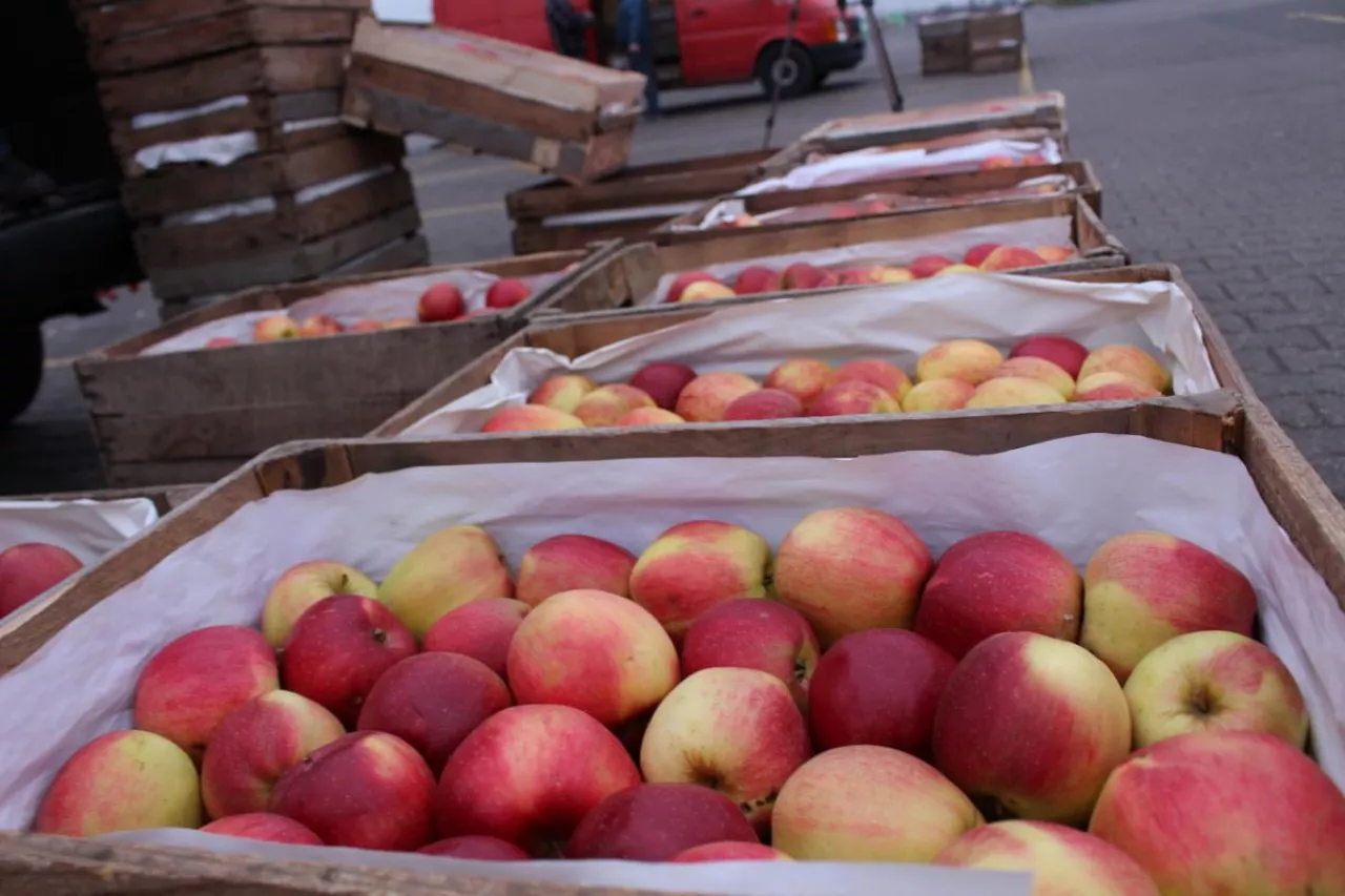 ceny jabłek na broniszach