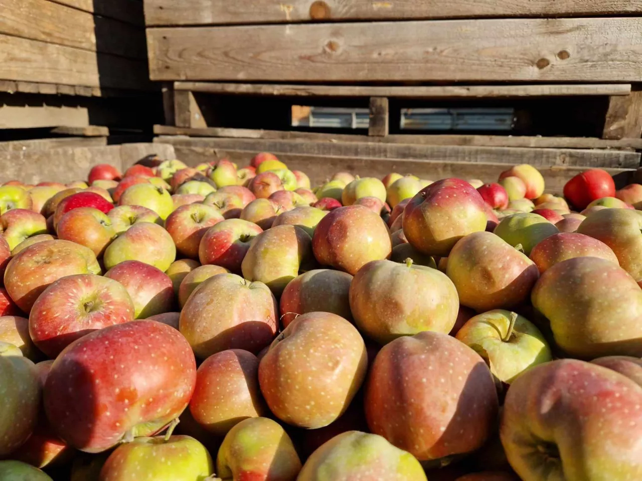 ceny jabłek przemysłowych w skupie