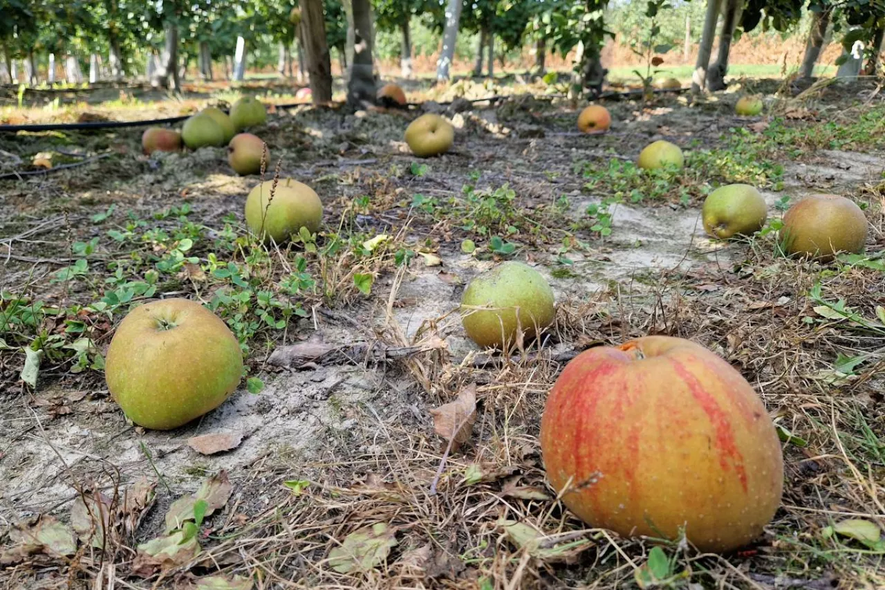 kradzież jabłek z sadu