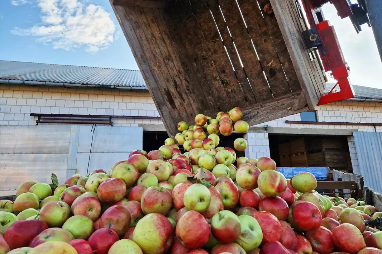 aktualne ceny jabłek w skupie