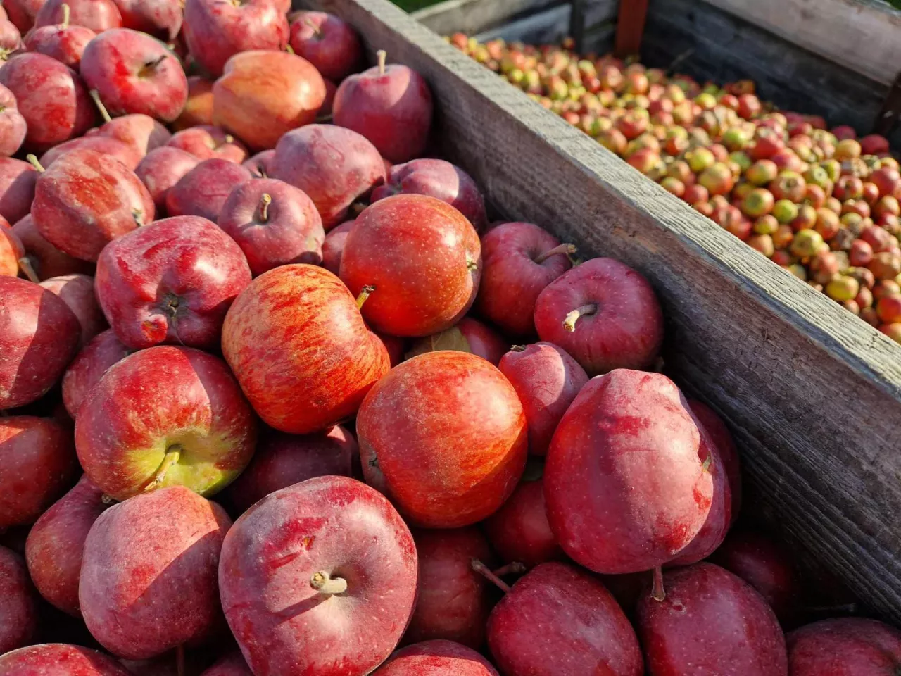 jabłka przemysłowe