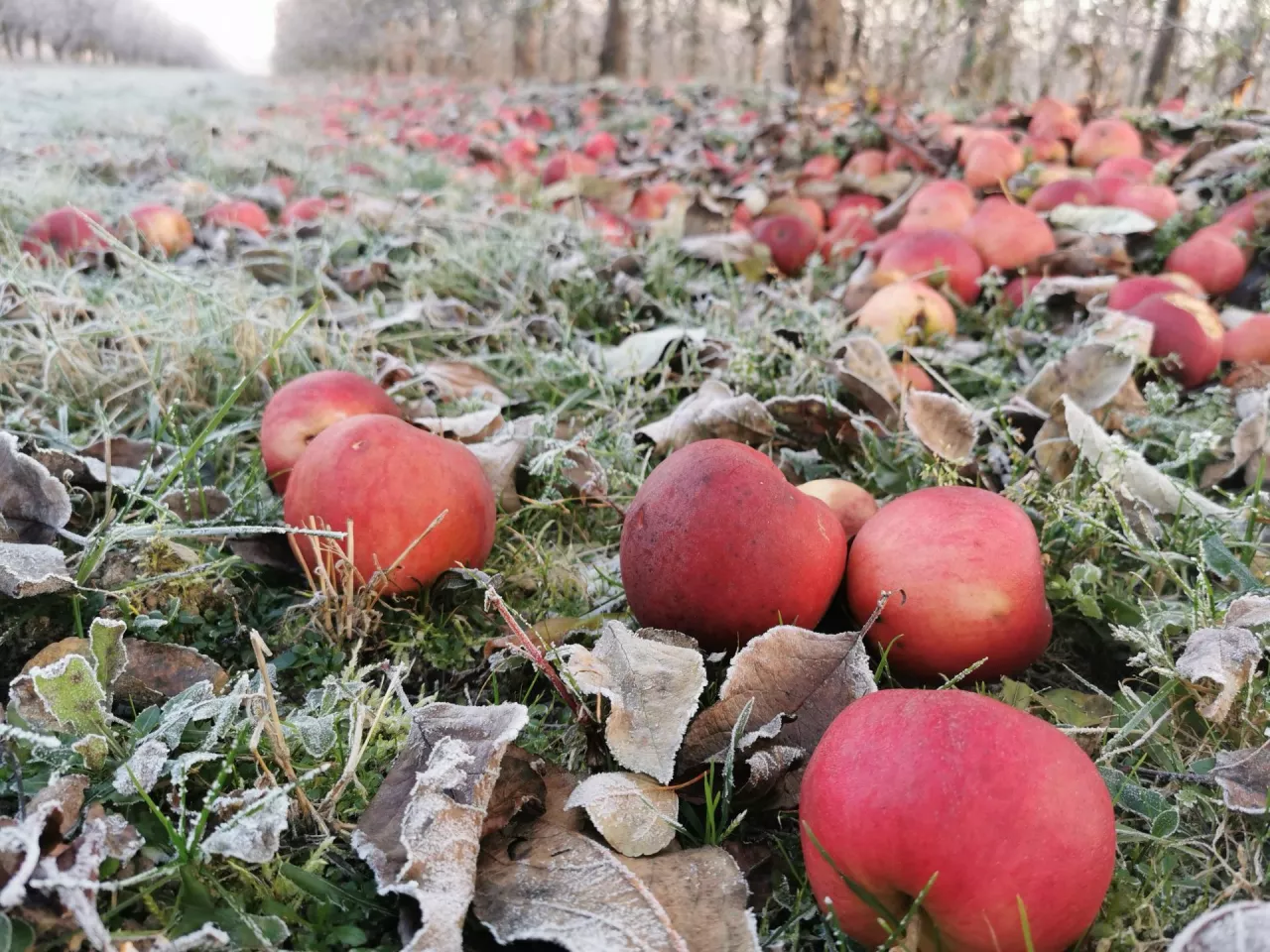 jesienne przymrozki 2023