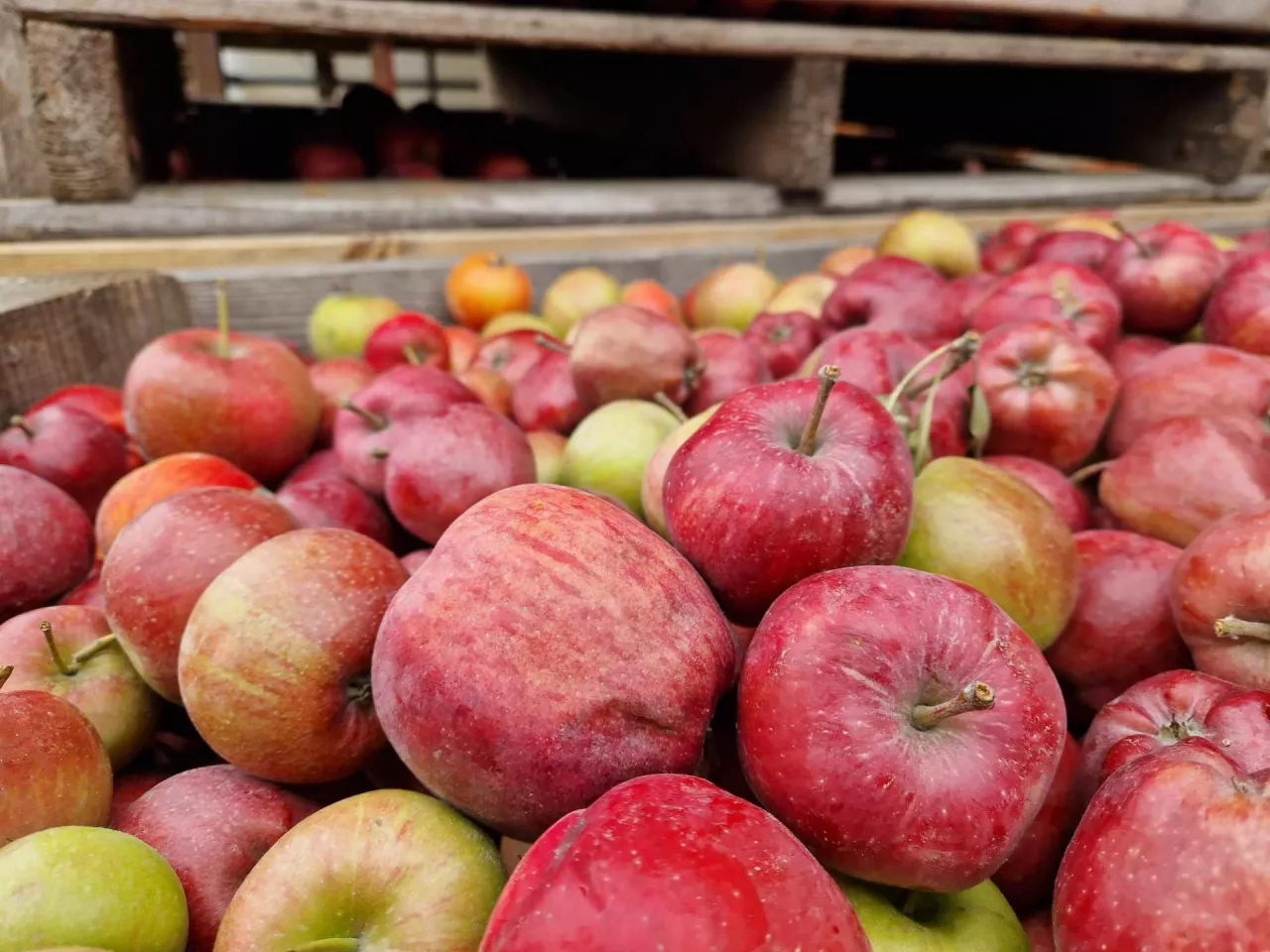 jablka przemyslowe