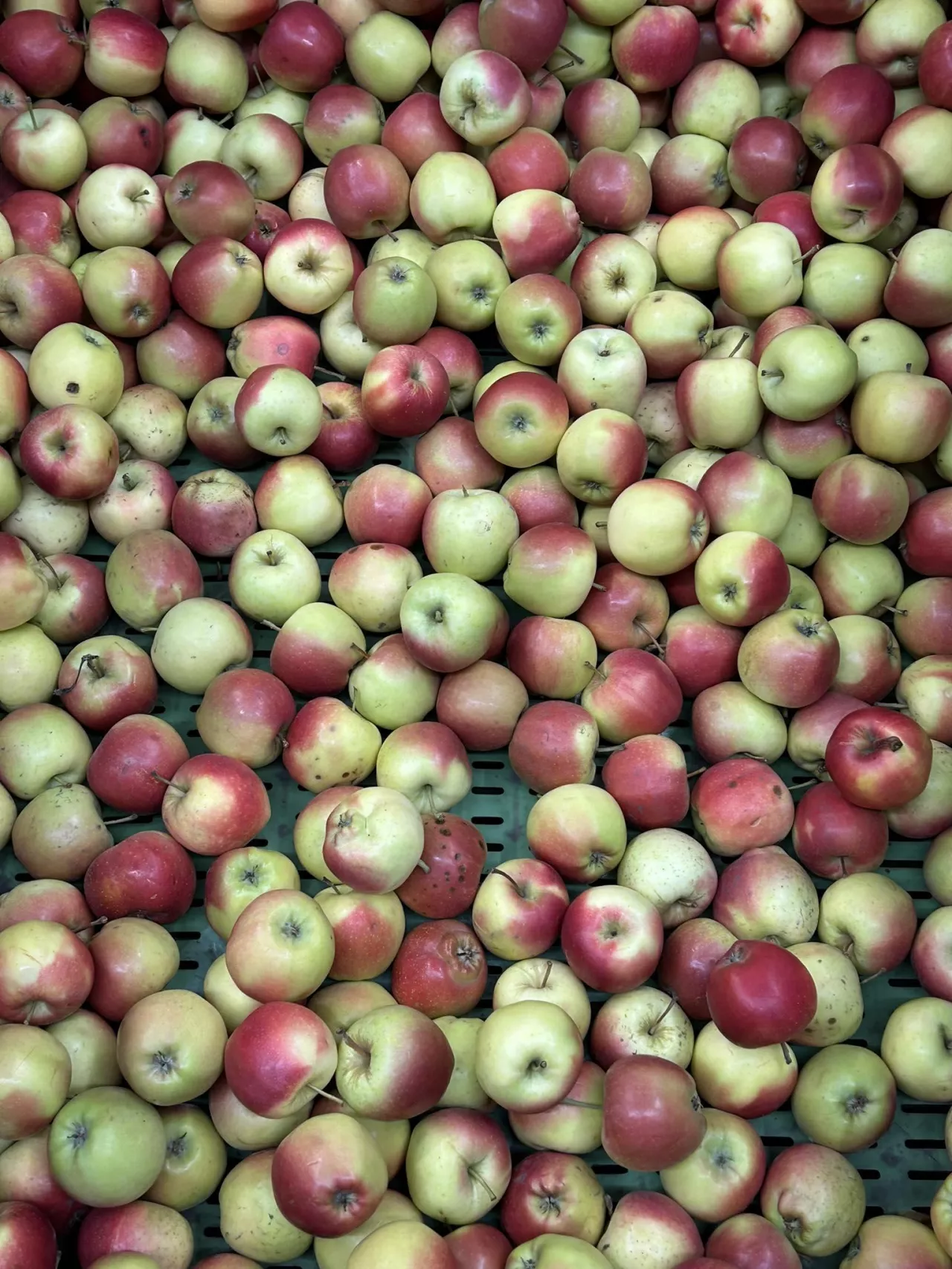 jabłka w skrzyniach