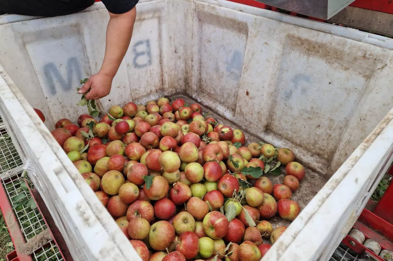 ceny jabłek przemysłowych 2023