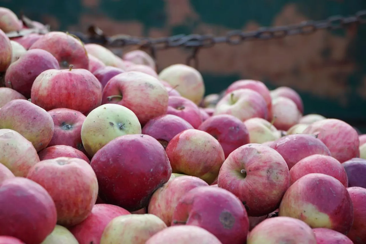 jablka przemyslowe ceny
