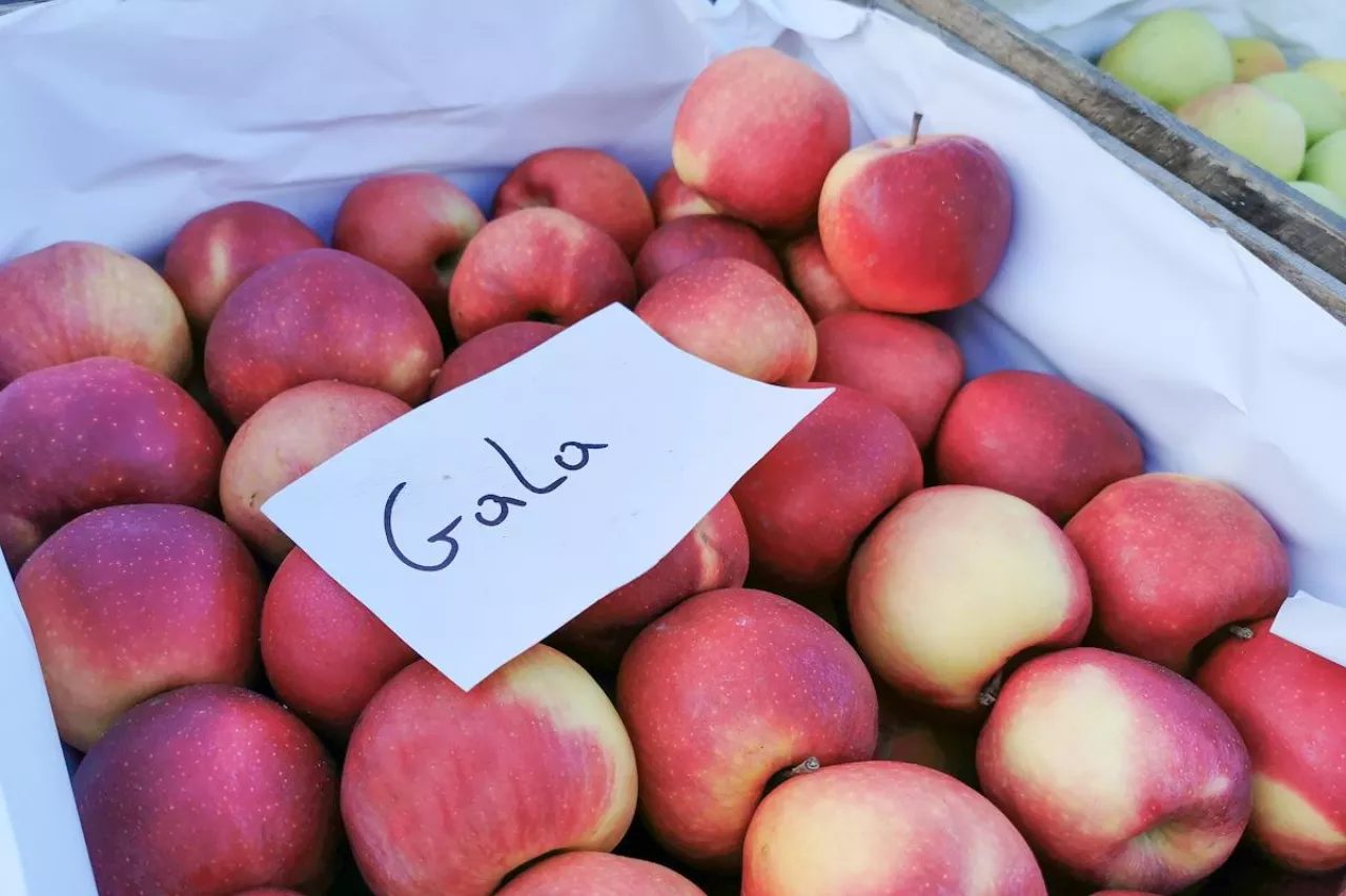 Gala rynek