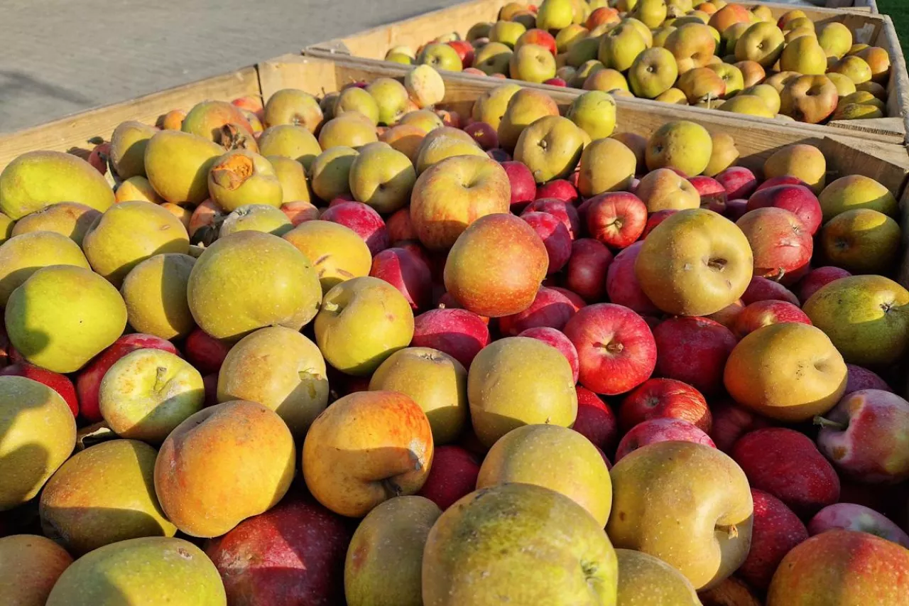 jabłka przemysłowe