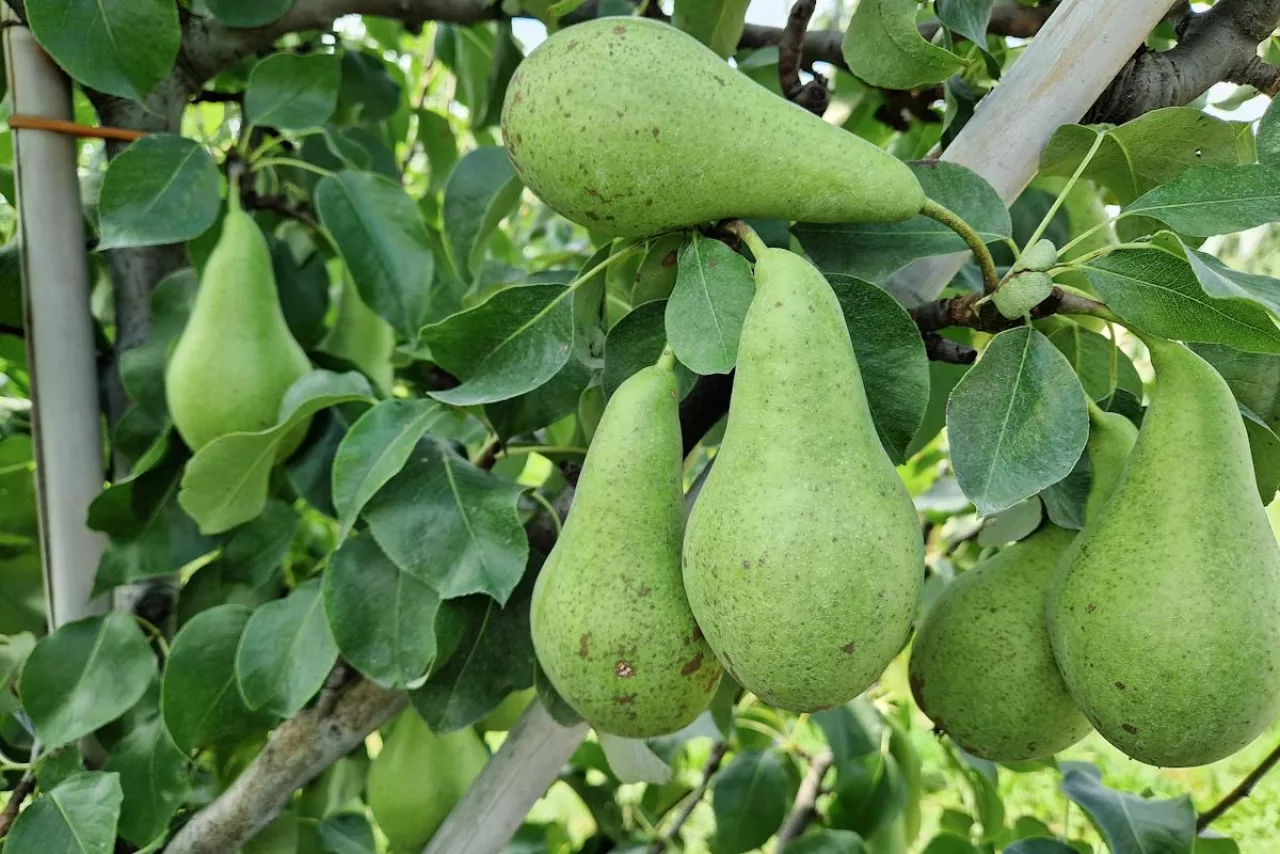 Konferencja na drzewie