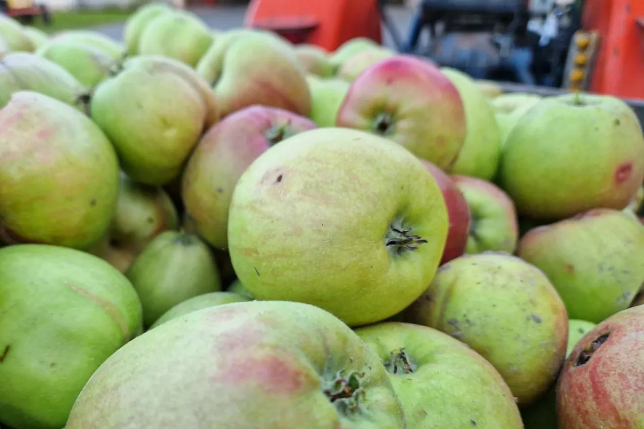 jabłka przemysłowe