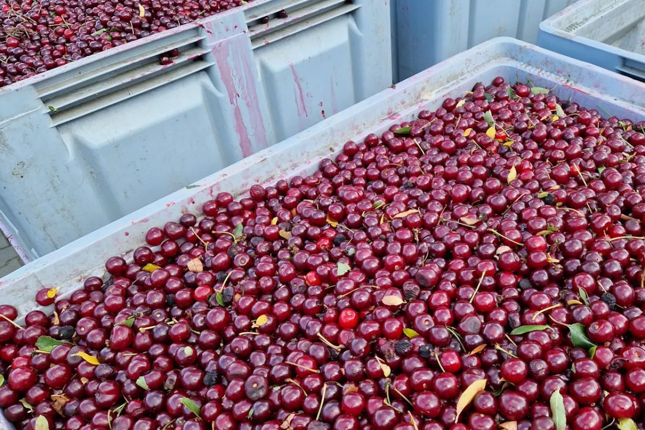 wiśnie przemysłowe