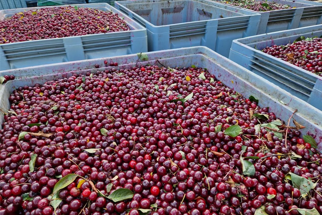 wiśnie na tłoczenie