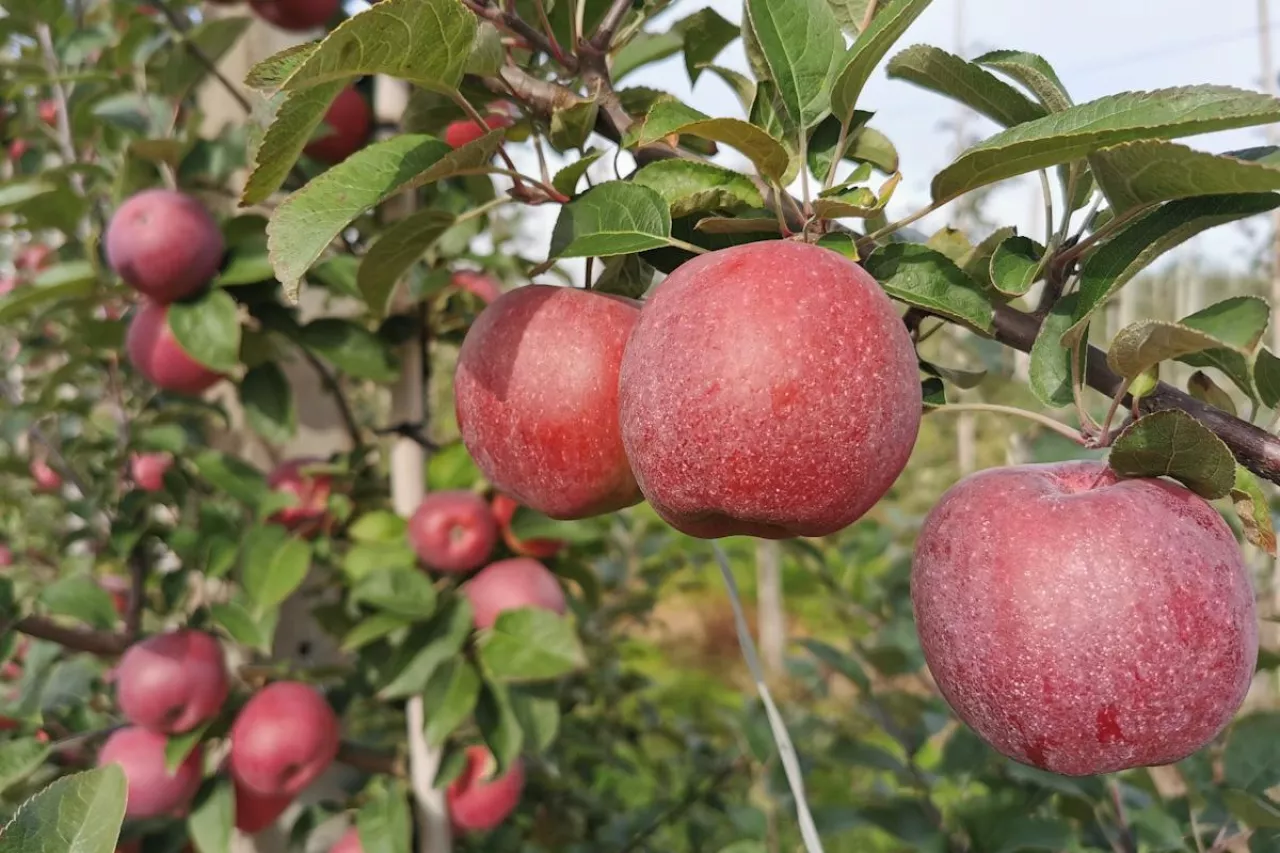jabłka na drzewie
