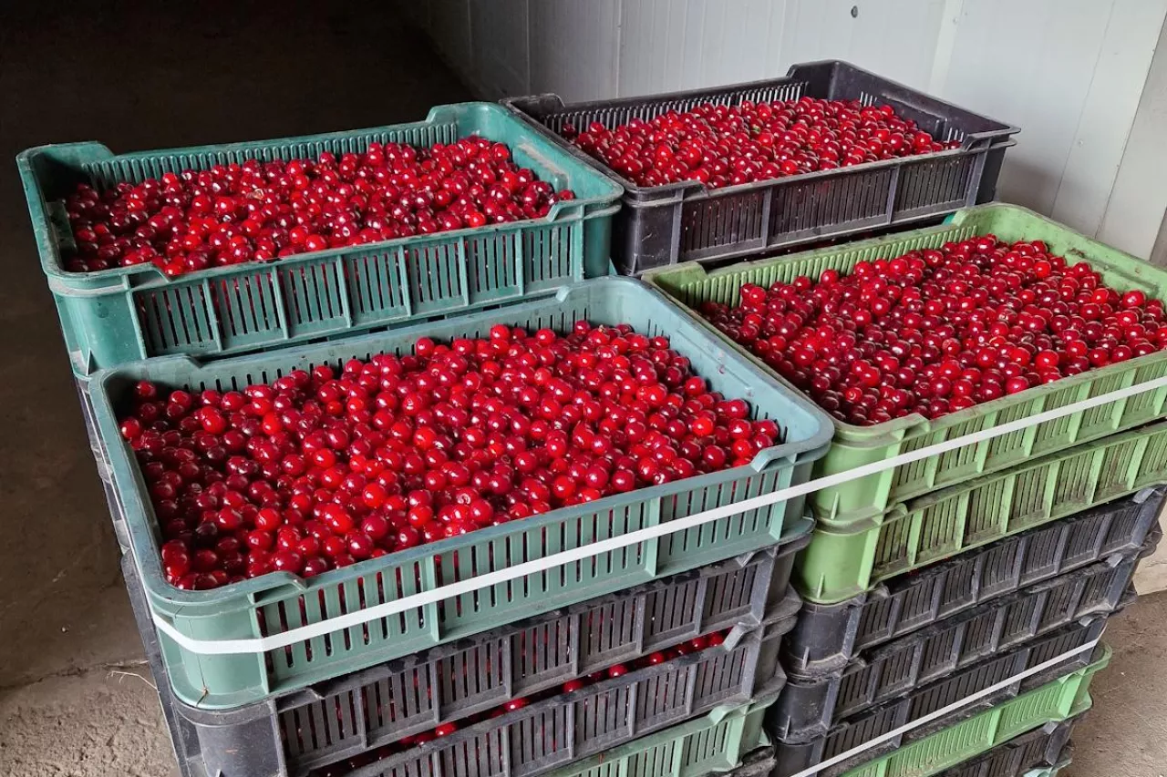 wiśnie na mrożenie