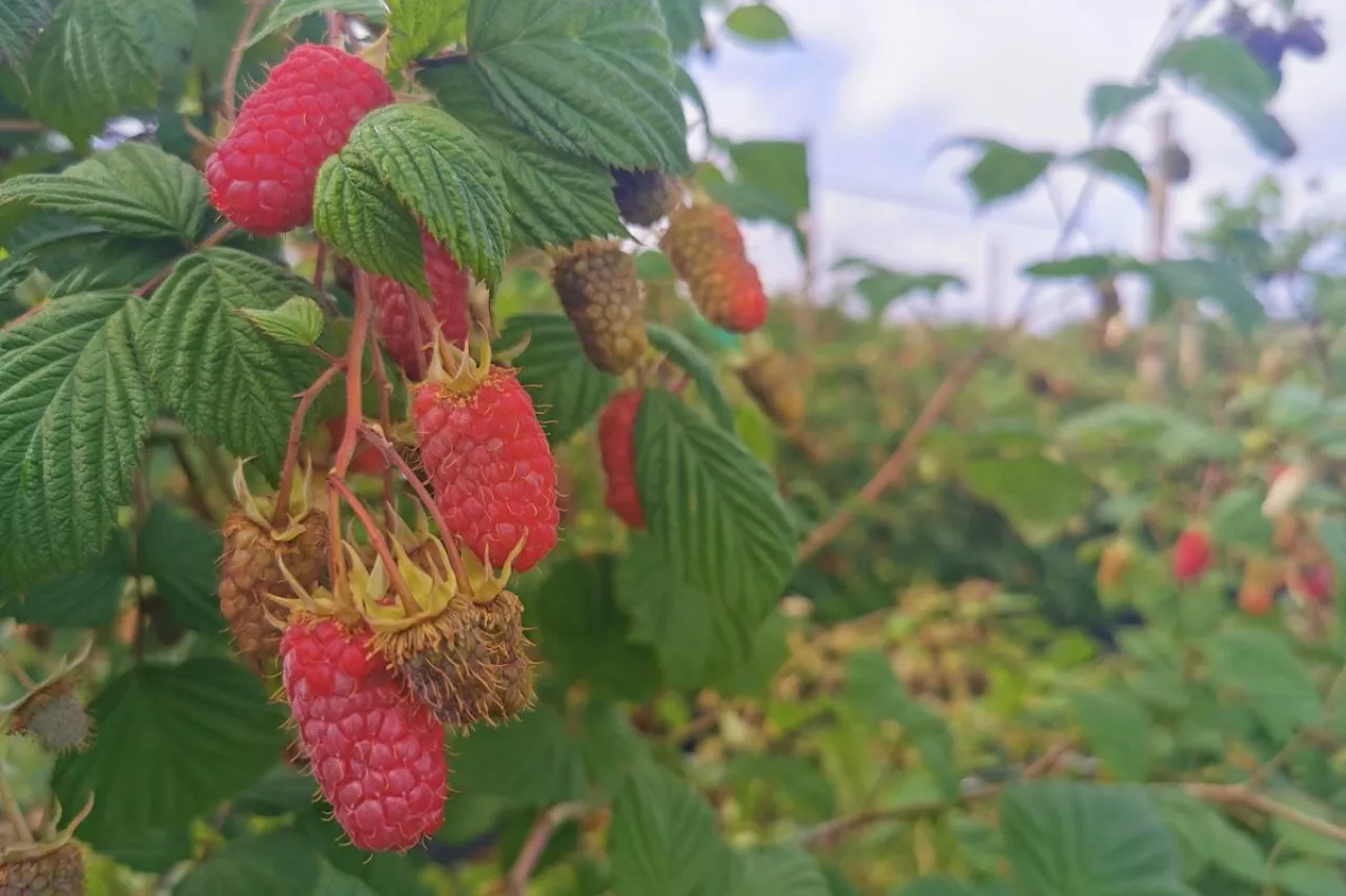 wsparcie dla plantatorów malin