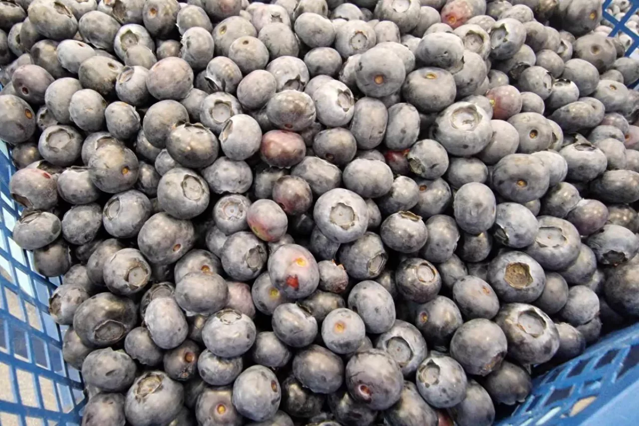 ceny polskich borówek 2023