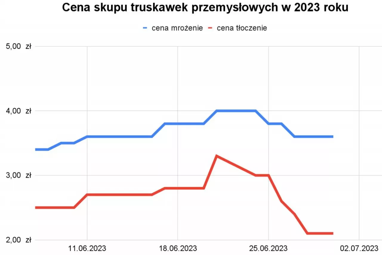 truskawki przemysłowe