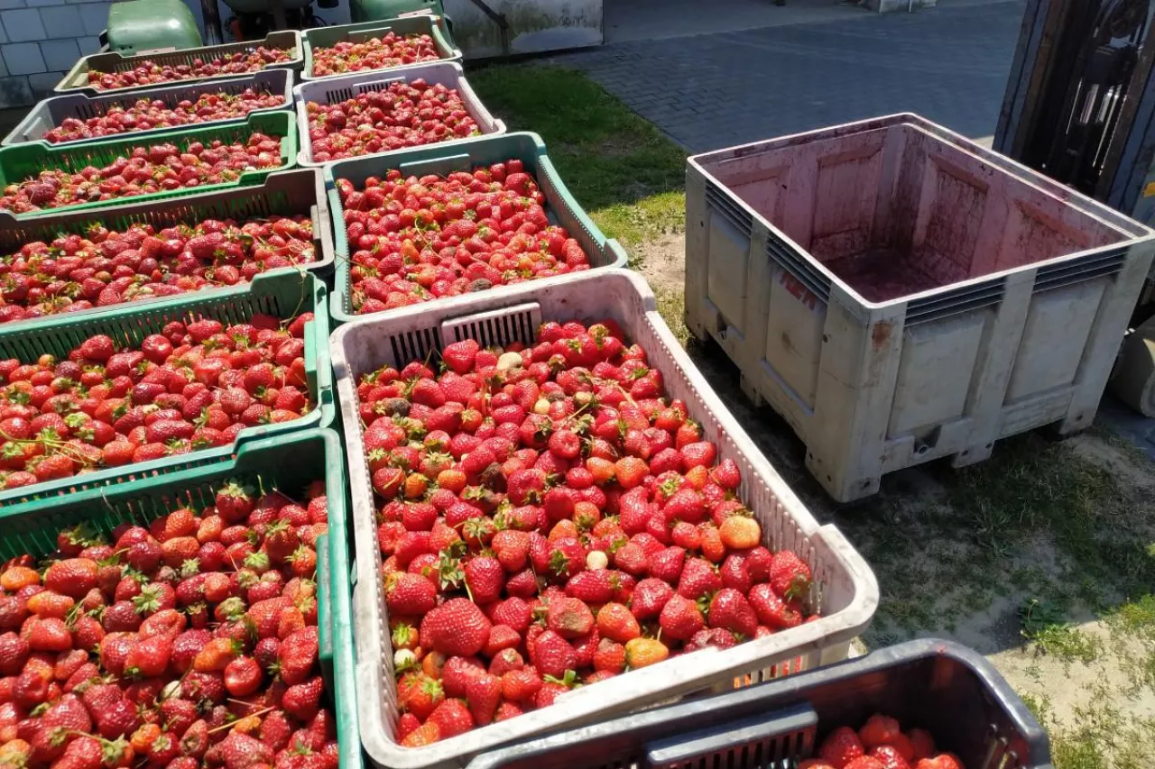 skup truskawek