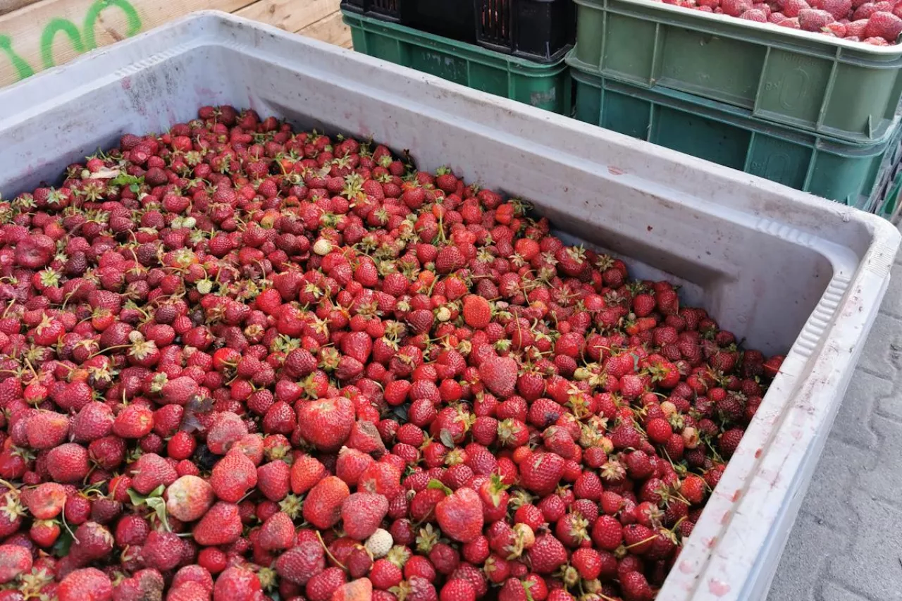 truskawki na tłoczenie