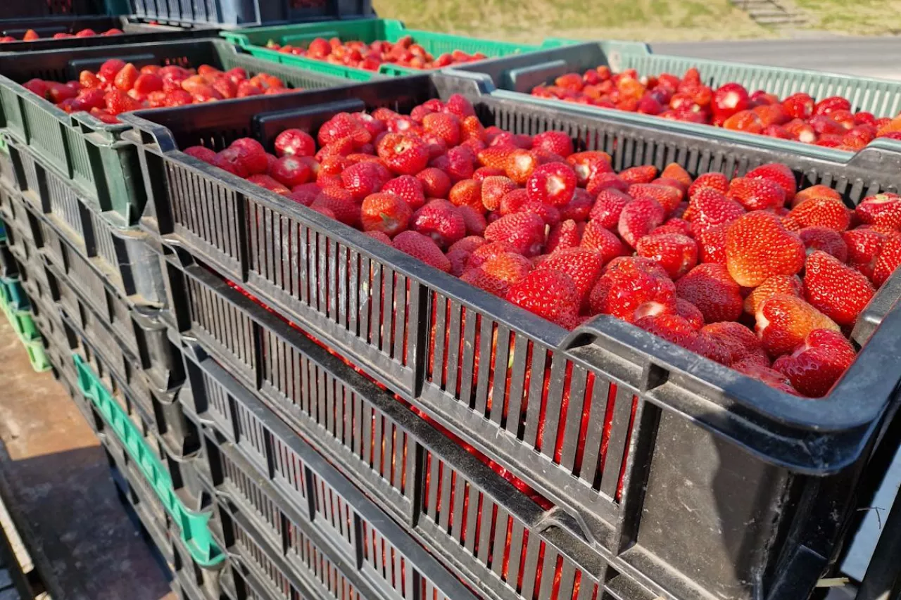 skup truskawek