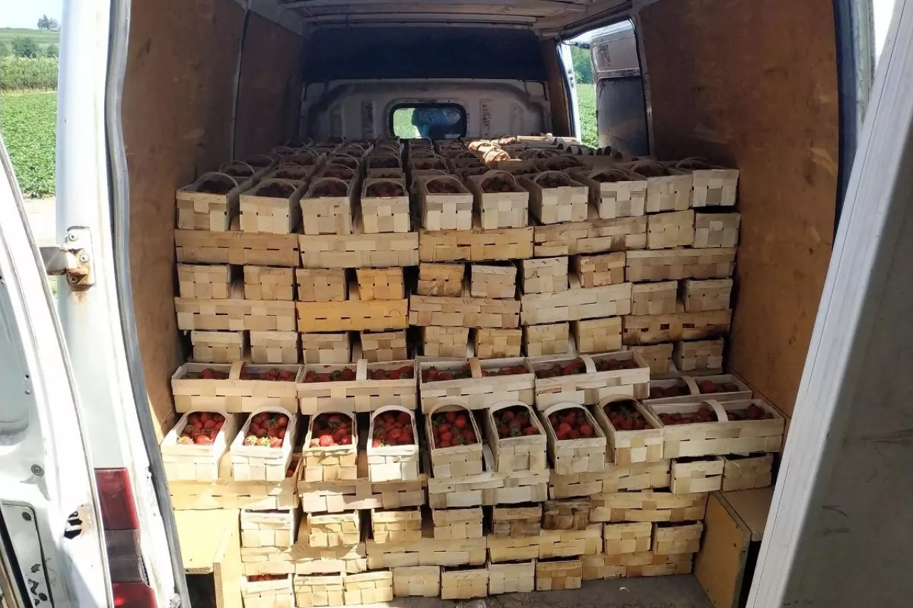 zaniżanie cen truskawek w hurcie