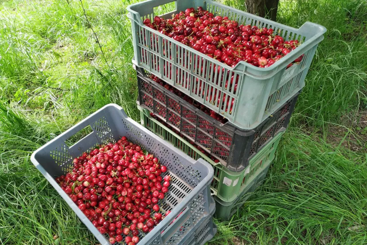 zbiór czereśni