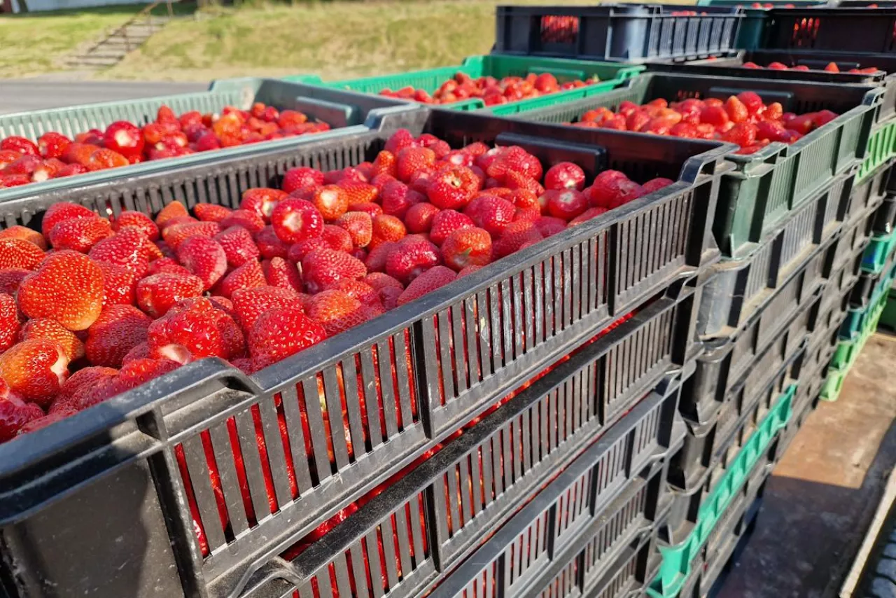 skup truskawek