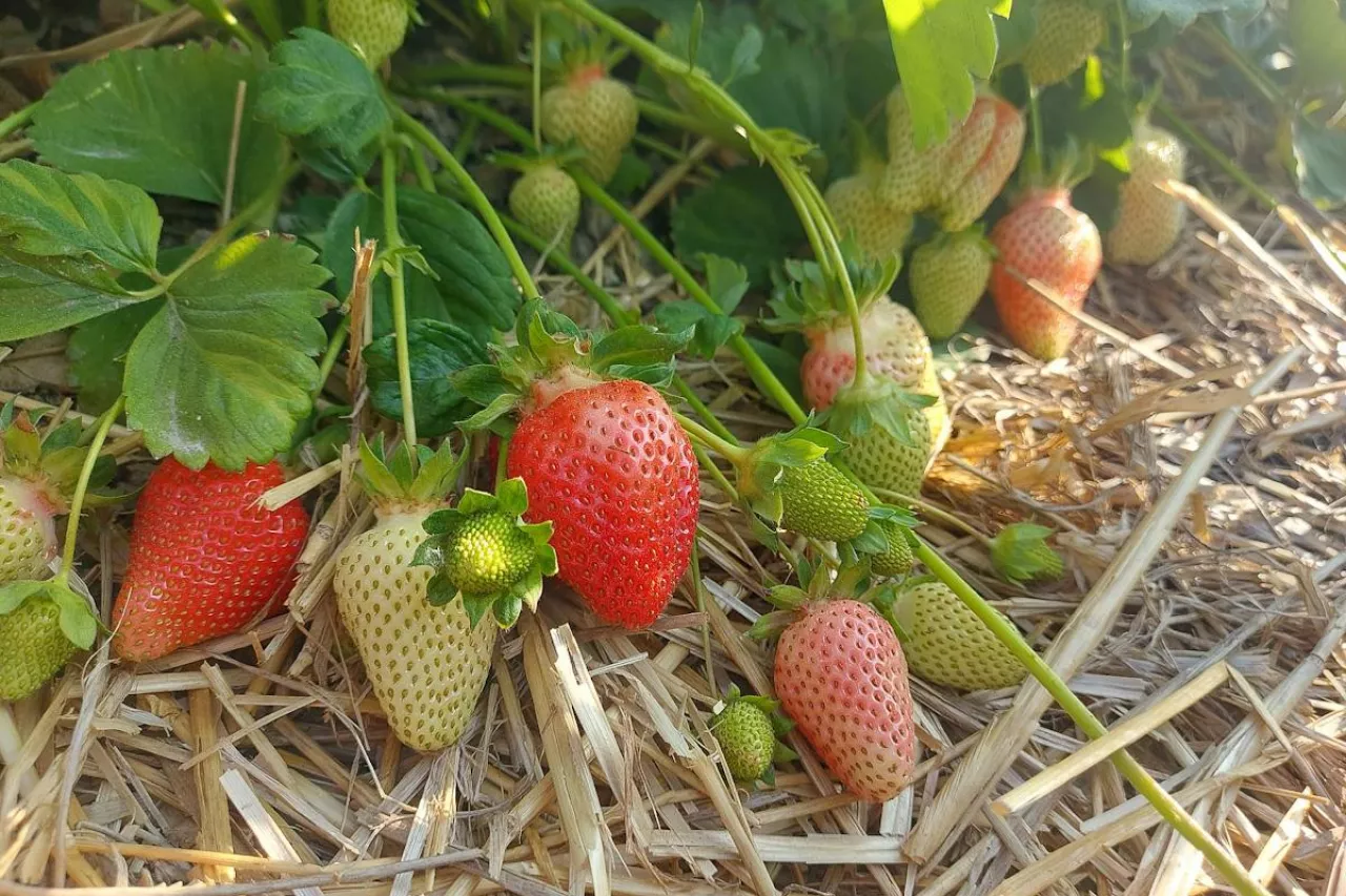 truskawki słoma