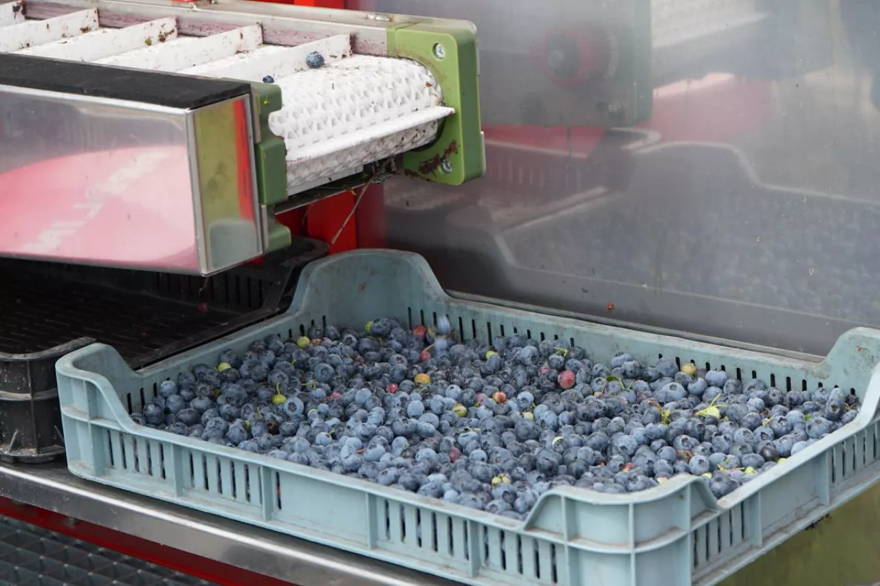 borówki przemysłowe