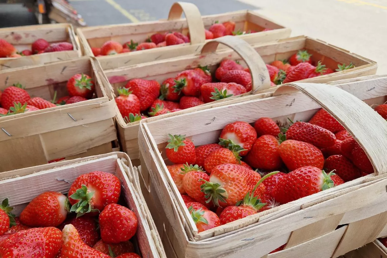 truskawki w łubiankach