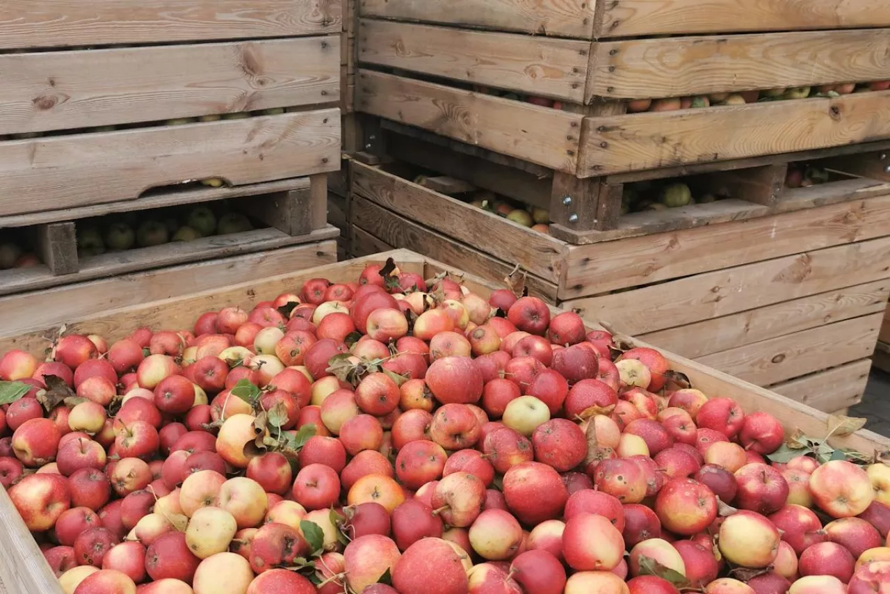 jabłka przemysł