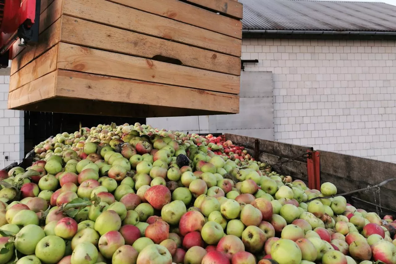 jabłka przemysłowe