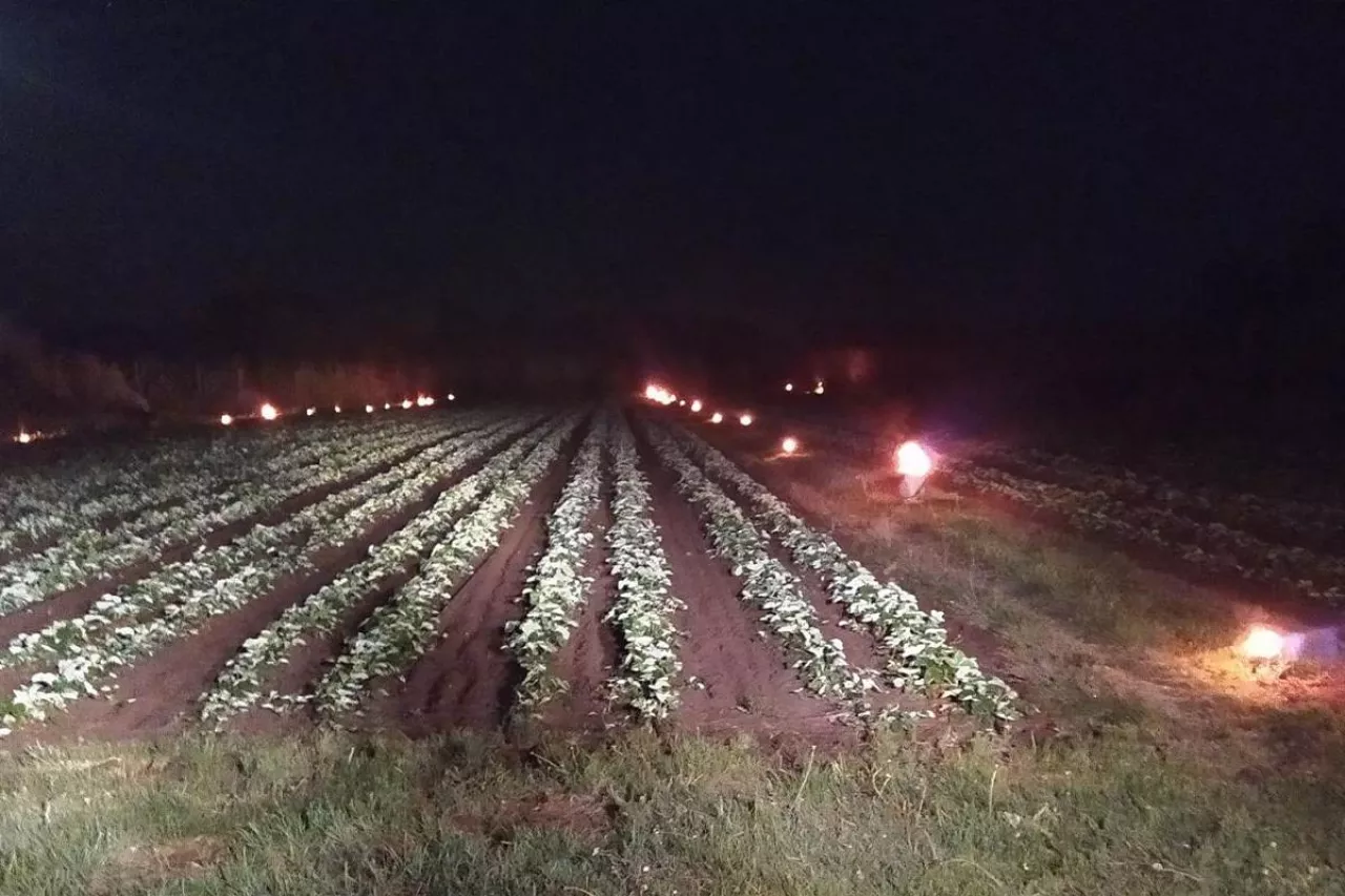 przymrozki truskawki