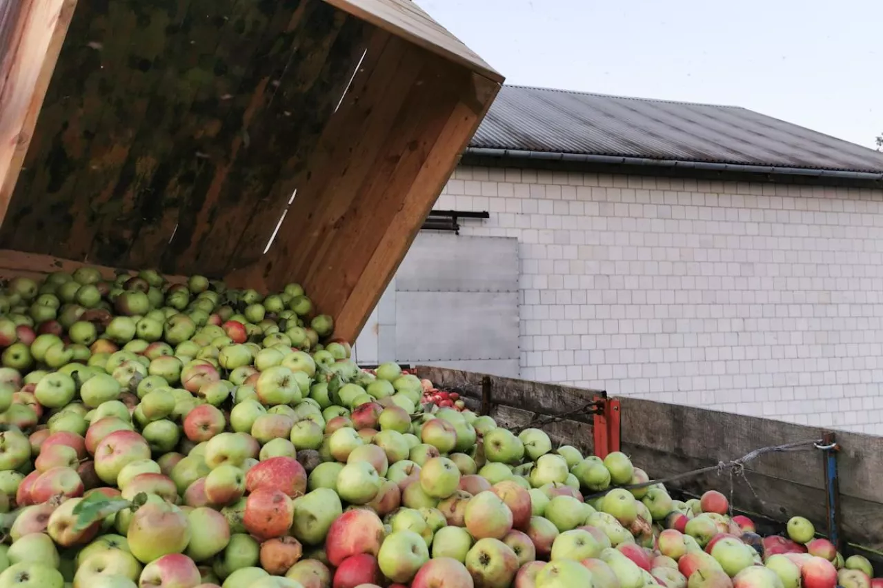 jabłka przemysłowe