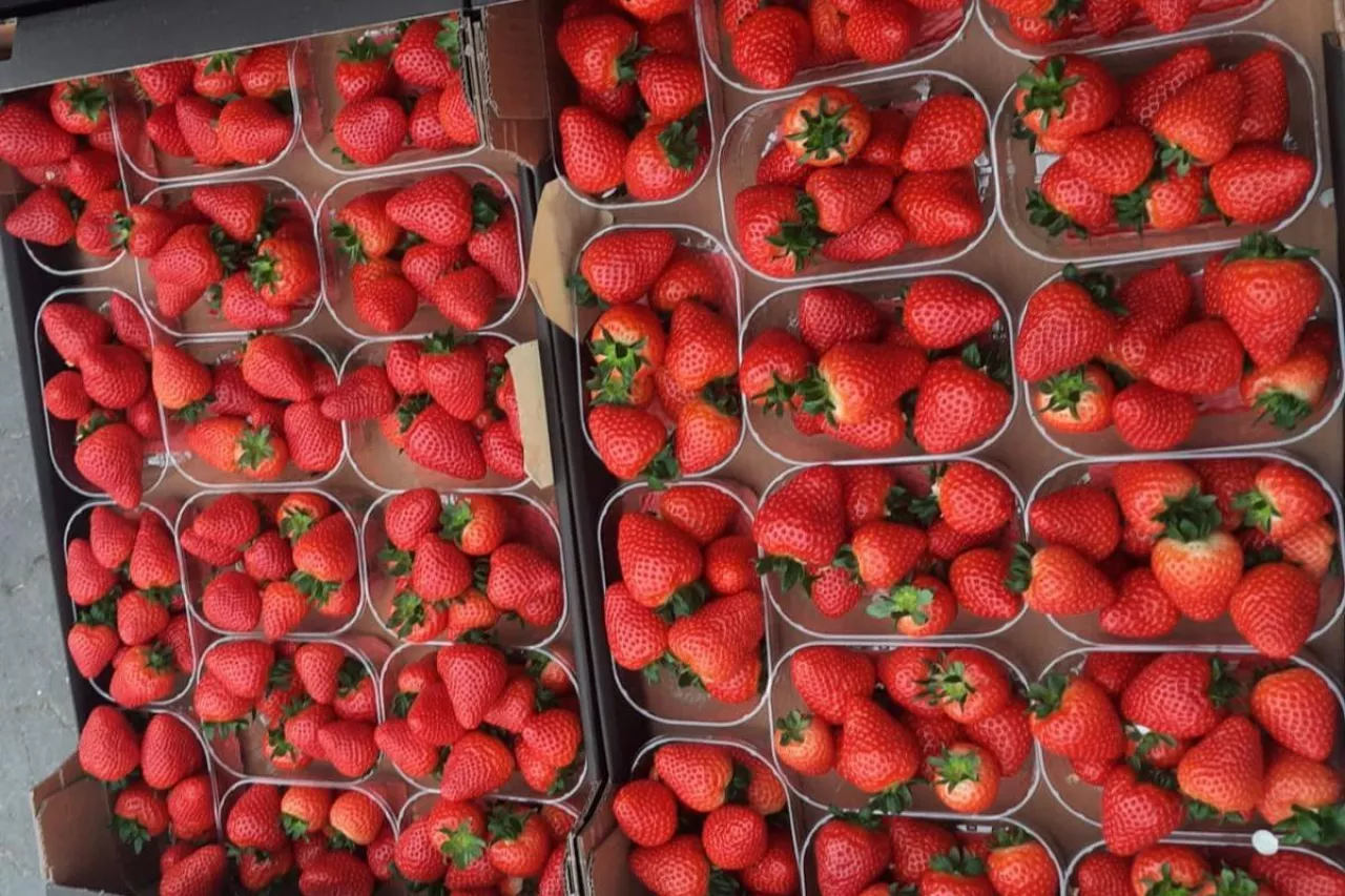 pierwsze polskie truskawki