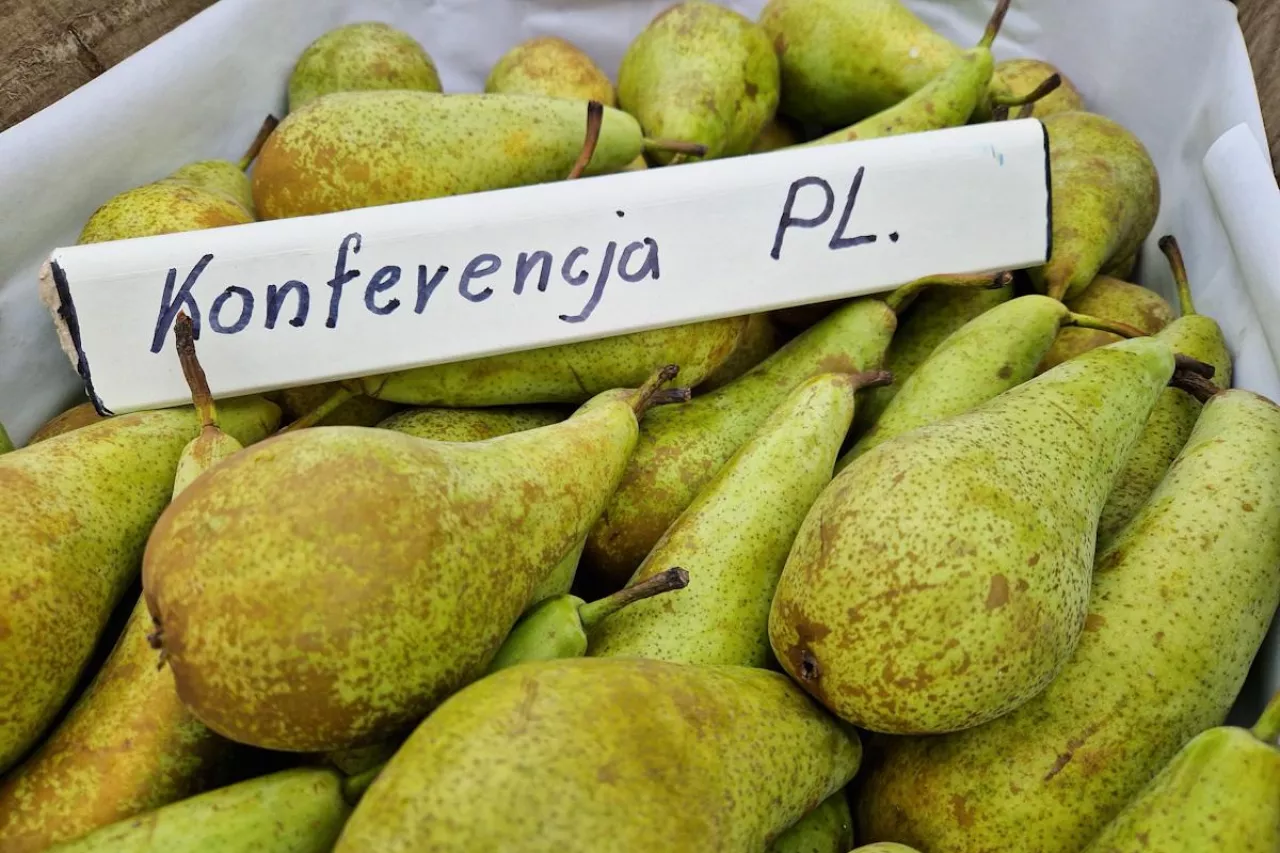 gruszka konferencja