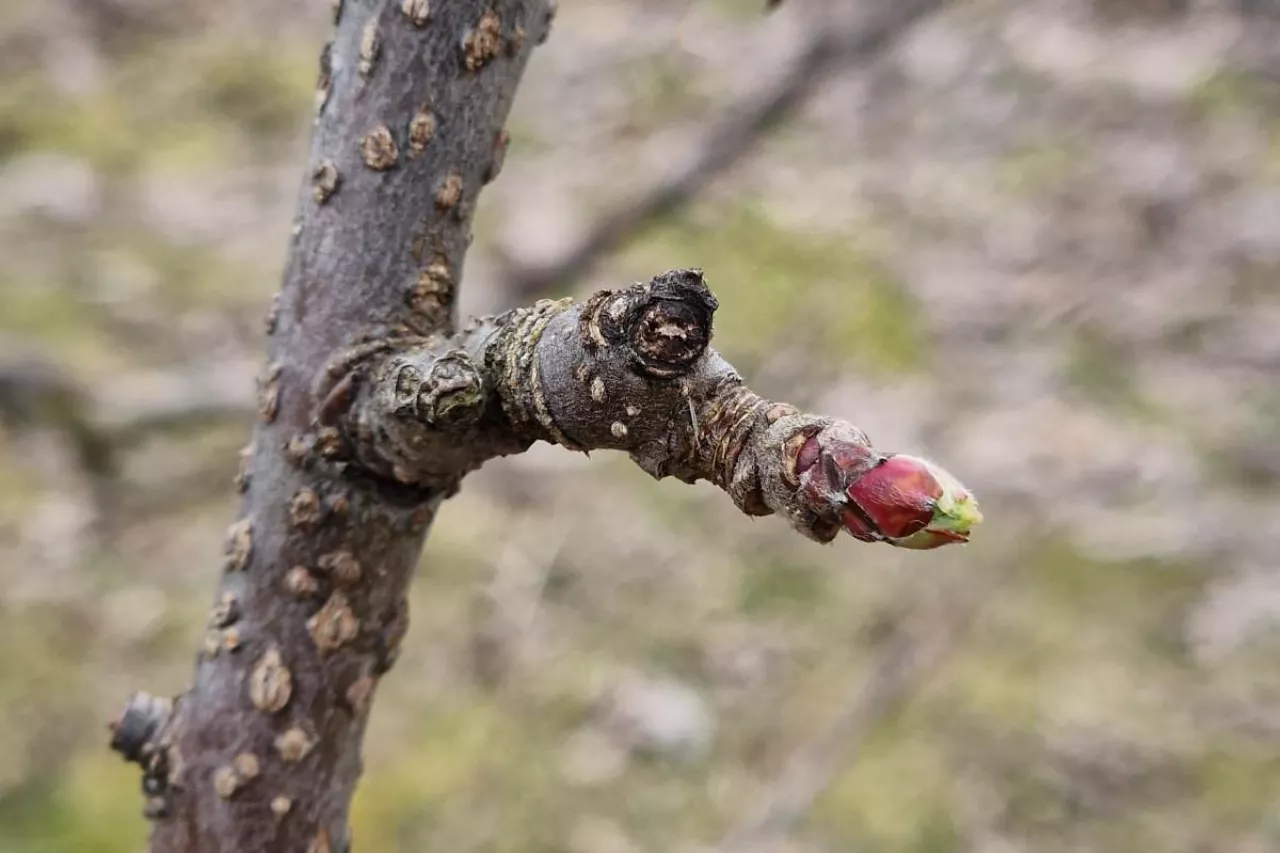 jablonie pąki