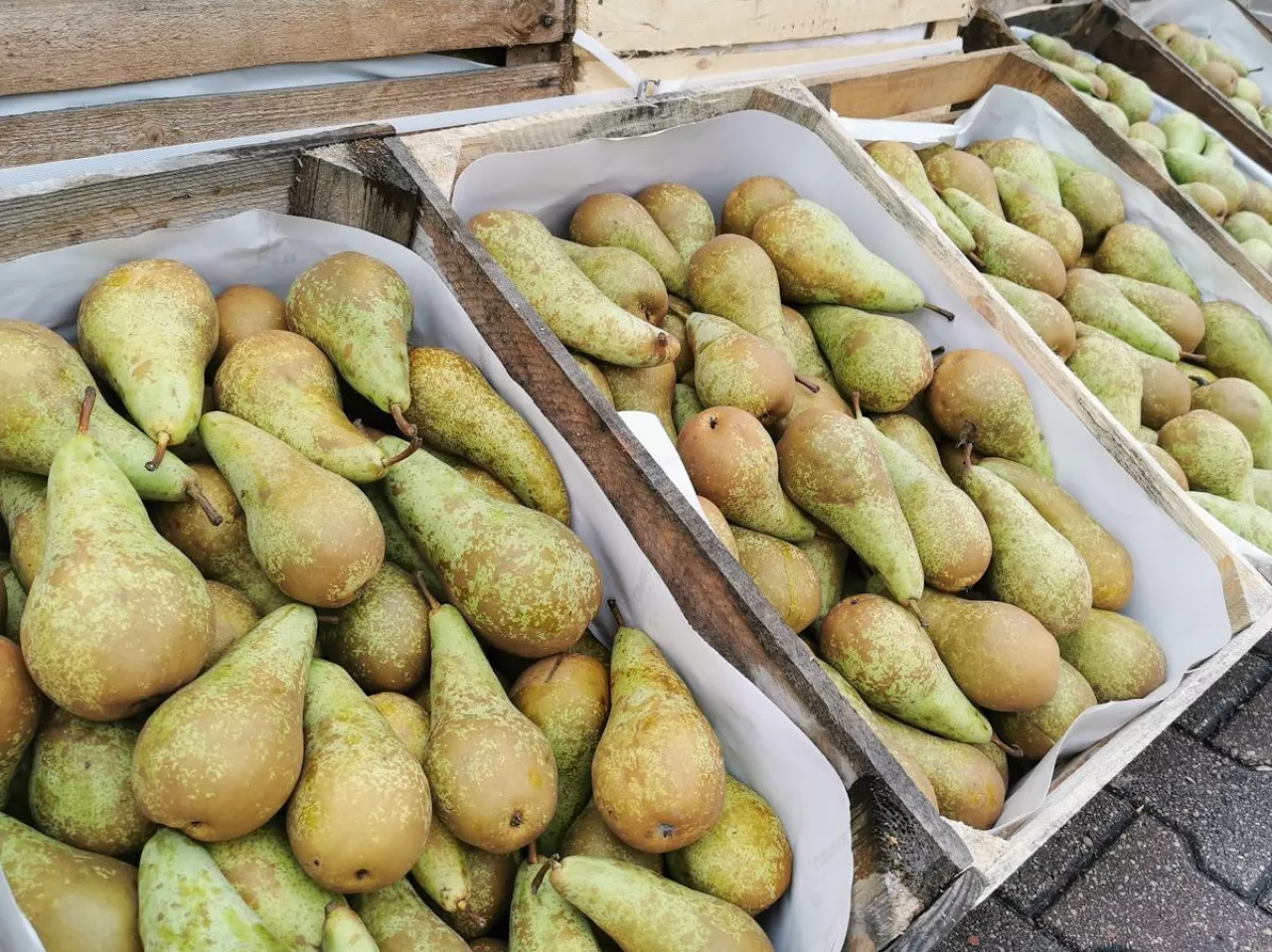 Konferencja Bronisze