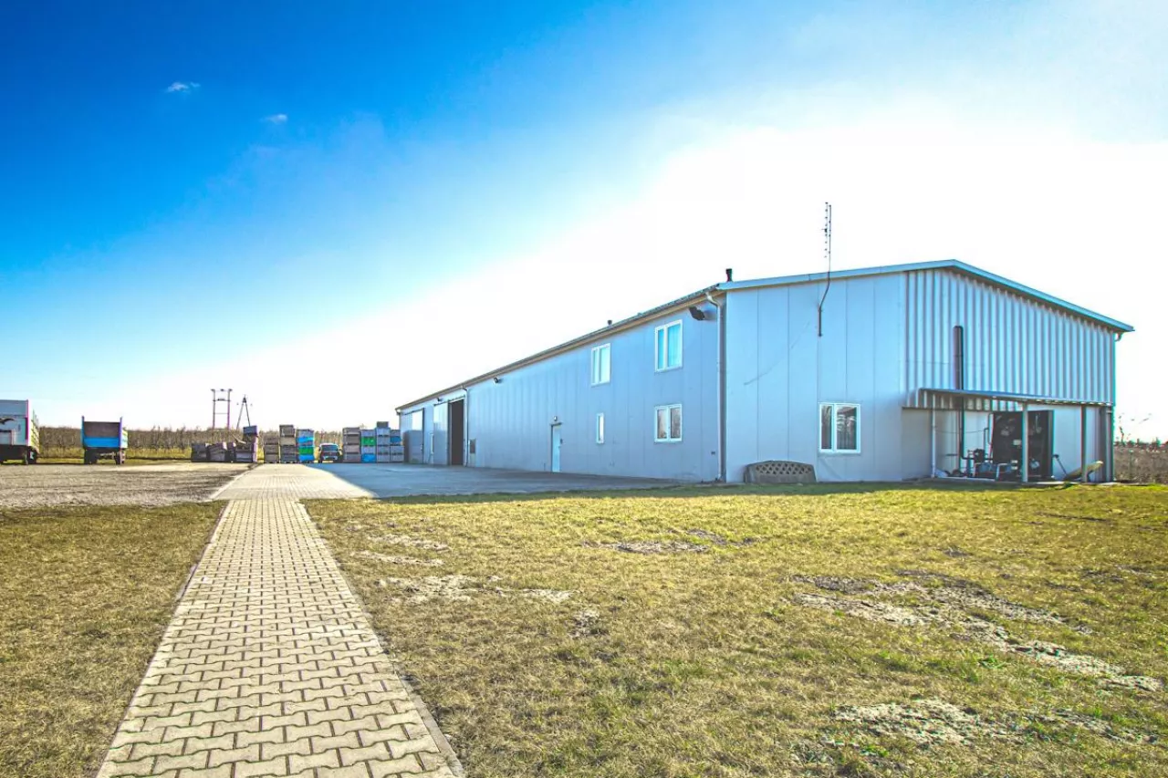 skup owoców na sprzedaż