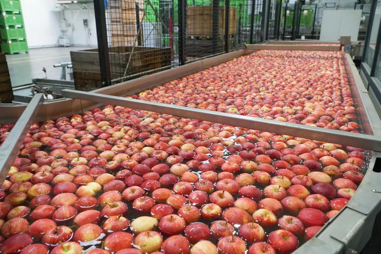 jabłka na sortowni