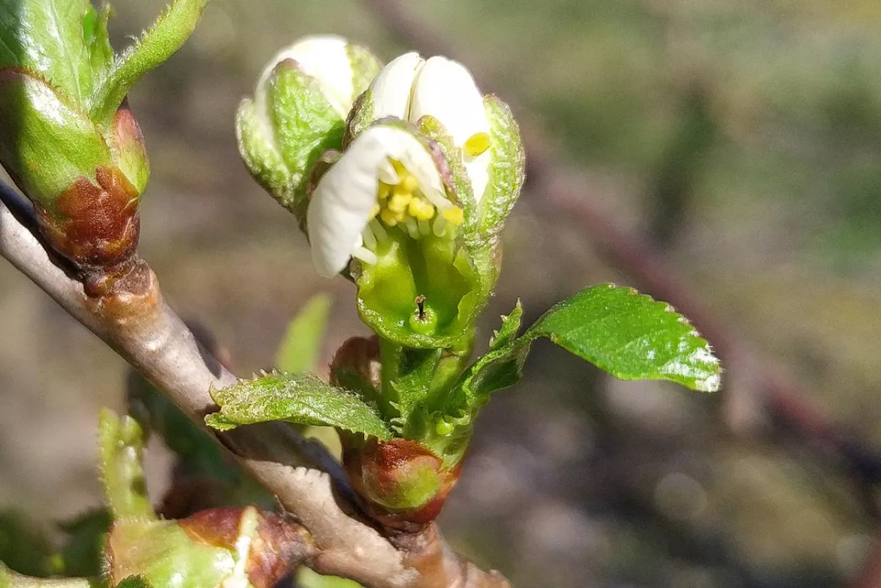 kwiat czereśni