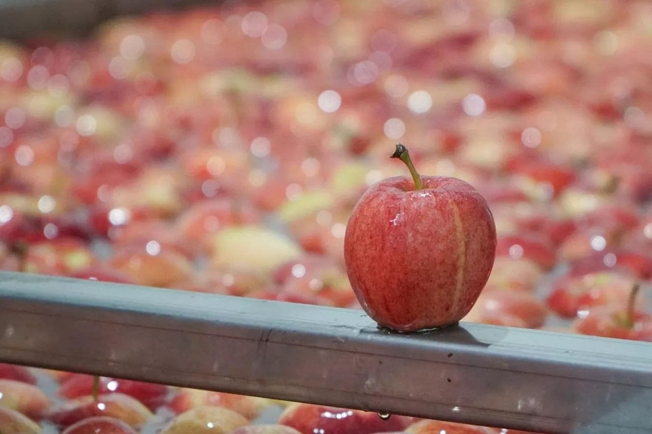 jabłko sortownia